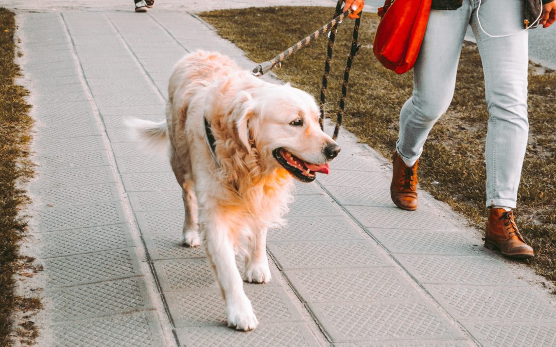 Dog Training – Learning to Speak Your Dog’s Language