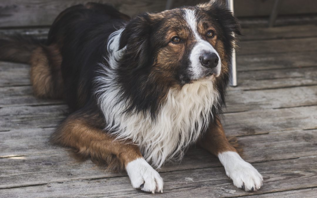 How to Prepare Your Dog for Time Away From Home – Our Guide